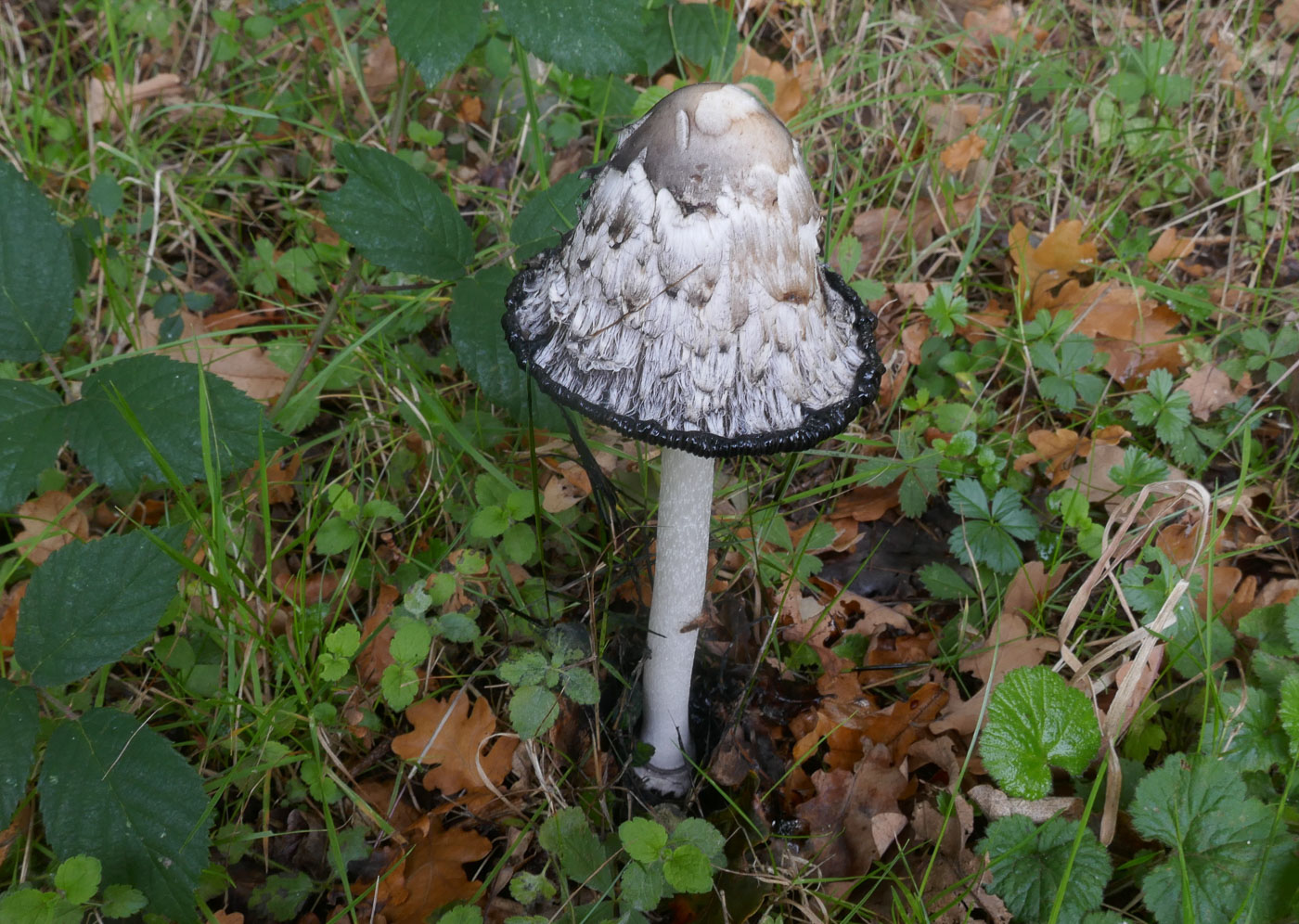 Photo © Jackie Ewan Coprinus comatus by Jackie Ewan